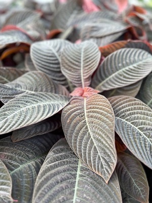 HOFFMANNIA ghiesbreghtii Tropical Taffeta Plant